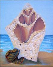 Conch Shell No. 1, a painting by American Nature Painter, Judith A. Maddox Saylor.  Contact us on the island of Key Biscayne, Florida or Linwood, New Jersey, for incredible artwork including paintings of endangered species, nature, seascapes, and seashells.