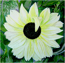 Italian Sunflower, a painting by American Nature Painter, Judith A. Maddox Saylor, from the Sunflower Series at JAMS Artworks.