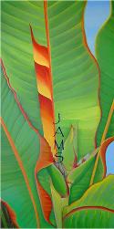 Heliconia No. 2 Painting by American Nature Painter, Judith A. Maddox Saylor.(Bird of Paradise from Fairchild Garden Greenhouse, Miami, Florida)