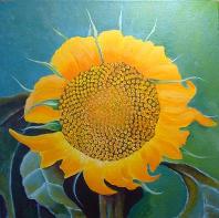 FibSunflower,No.2_JAMSaylor,AmericanNaturePainter FibSunflower,No.2_JAMSaylor,AmericanNaturePainter